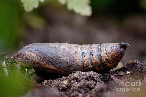 Poplar Hawk Moth Pupa Photograph By Heath Mcdonald Science Photo