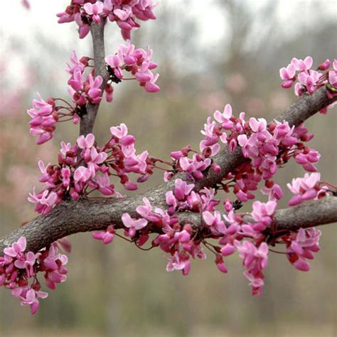 Forest Pansy Redbud Trees for Sale at Arbor Day's Online Tree Nursery - Arbor Day Foundation