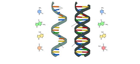 Dna S Og Rna S Opbygning Diagram Quizlet