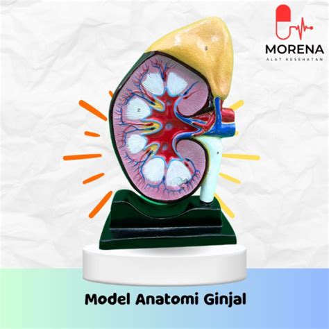 Jual Alat Peraga Biologi Model Anatomi Ginjal Torso Berkualitas