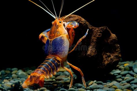 Cherax yabby volcano stock photo. Image of wildlife - 111949880