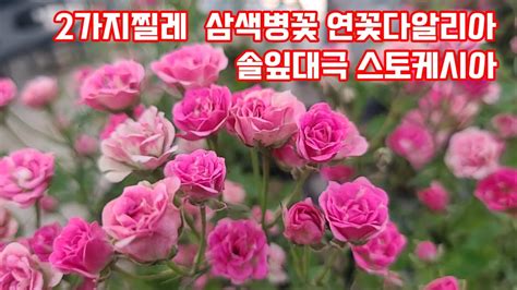 야생화꽃모종 다년생꽃모종 노지월동식물 지피식물 미니찔레 Youtube