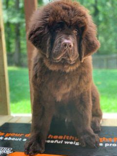 Grooming Tools For The Newfoundland Dog - My Brown Newfies