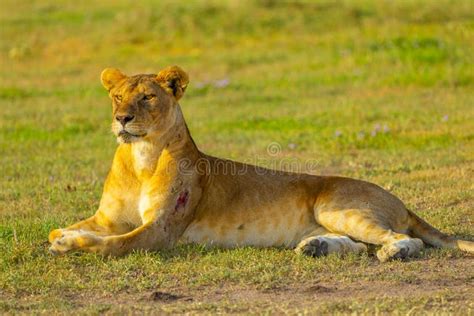 157 Injured Lion Stock Photos Free And Royalty Free Stock Photos From