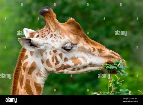Giraffe Chewing Green Branch Stock Photo Alamy