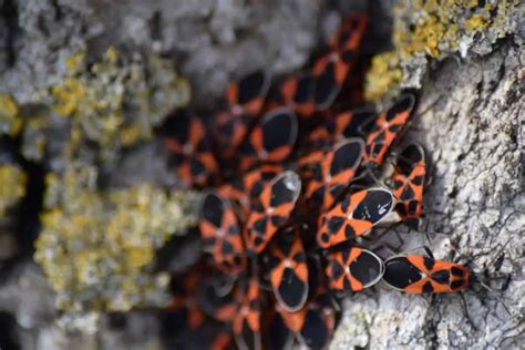 Red Bugs On Concrete A Definitive Guide To Clover Mites Pest Control Iq