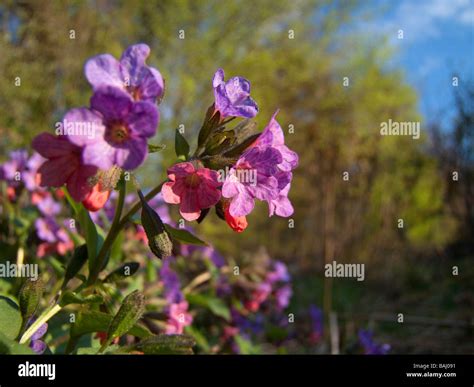 Lungwort hi-res stock photography and images - Alamy