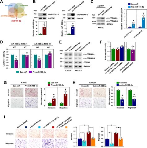 Oncogenic Mir 155 5p Is A Sponging Target Of Circppfia1s A Venn