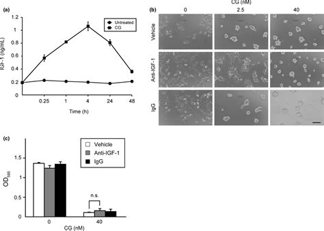 Insulin‐like Growth Factor‐1 Signaling Is Responsible For Cathepsin G‐induced Aggregation Of