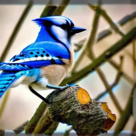 Blue Jay Symbolism - What does it mean when you see one?