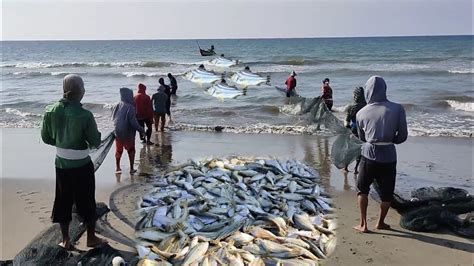 Tarik Jaring Di Pinggir Pantai Jangka Indonesia Dapat Banyak Ikan