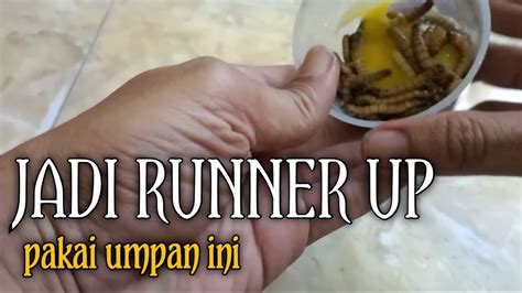 Jadi Runner Up Pakai Umpan Ulat Jerman Umpan Jitu Mancing Lele YouTube