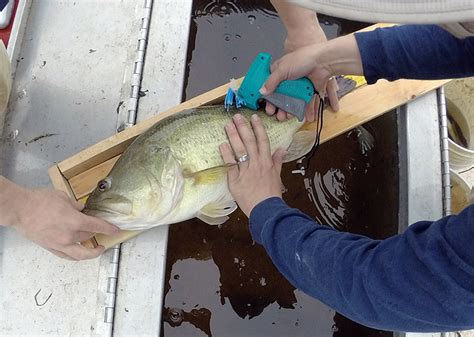 Fisheries Management Strategies Fish Tagging