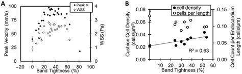 Jcdd Free Full Text Effect Of Blood Flow On Cardiac Morphogenesis