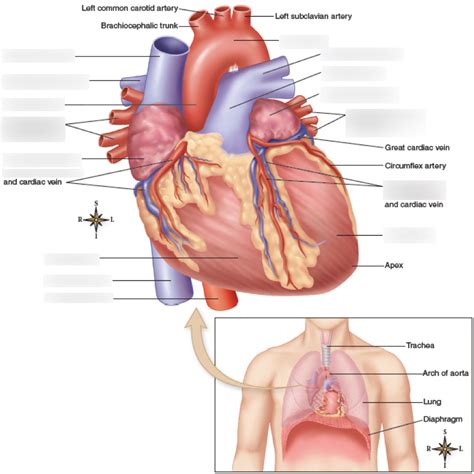 Week 6 Cardiovascular System Diagram Quizlet