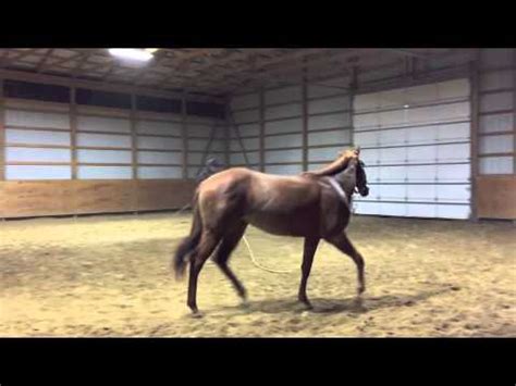 Shez One Hot Diamond 2013 Filly By One Hot Krymsun YouTube