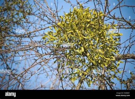 Gui sur l'arbre Banque de photographies et d’images à haute résolution ...