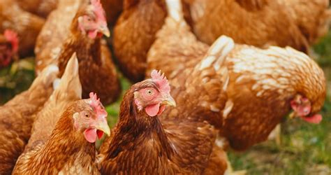 Poultry Farming In Nigeria How To Start And Operate A Profitable