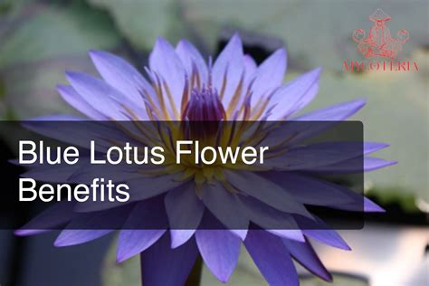 Blue Lotus Flower Benefits