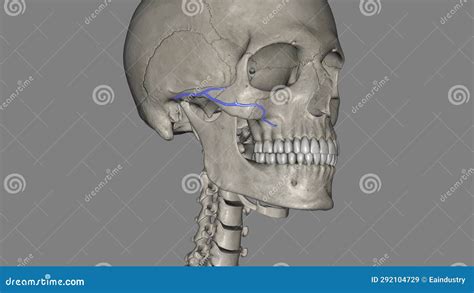 The Transverse Facial Artery is an Artery that Branches from the ...