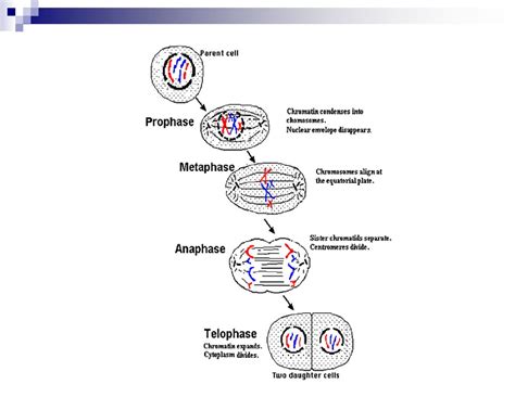 Cell Growth And Division Biology Pearland Isd Ppt Download