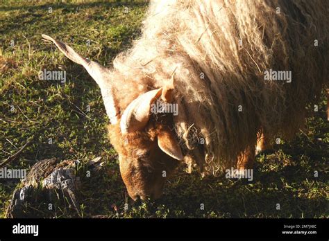 A Hungarian Hortobagy Racka Sheep With Distinctive Spiral Horns In A