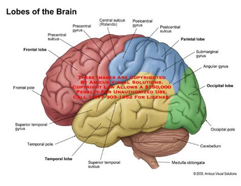 Amicus Illustration Of Amicusanatomylobebrainlateralfrontal