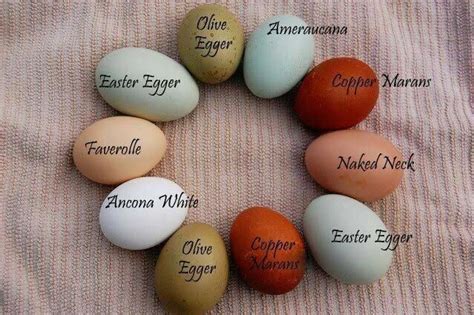 Colored Eggs Laid By Various Types Of Chickens Hatchingeggs Easter Eggers Easter Egger