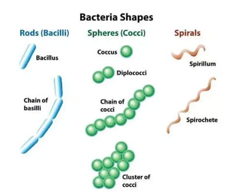 Prokaryotic Cells Definition Structure Characteristics Examples Biology Notes Online