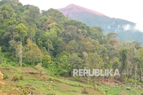 Perambahan Hutan Di Taman Nasional Kerinci Seblat Republika Online