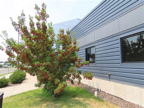 Hot Wings Tatarian Maple Plant Something Montana