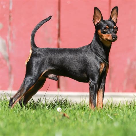 Miniature Pinscher Breeds