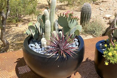 Great Plants And Ideas From Arizona Gardens Debra Lee Baldwin