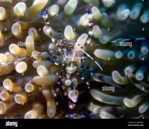 A Spotted Cleaner Shrimp Periclimenes Yucatanicus In Cozumel Mexico