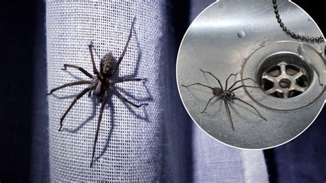 Thousands of spiders to invade UK homes as mating season kicks off - Heart