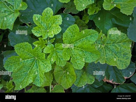 Mauve Malva Sylvestris Leaves Close Up In Nature Stock Photo Alamy