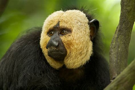 New monkey species found in Amazon rainforests | science and technology ...