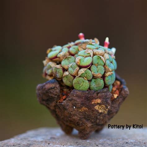 Conophytum Obcordellum Rare And Stunning Succulent Plant