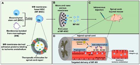 Ijms Free Full Text Targeted Delivery Of Mesenchymal Stem Cell