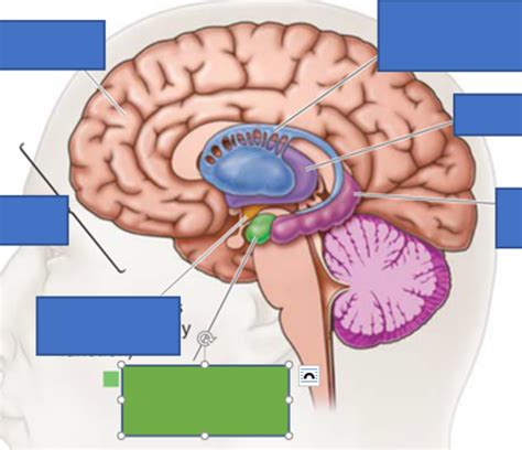 Psych Diagrams Flashcards Quizlet