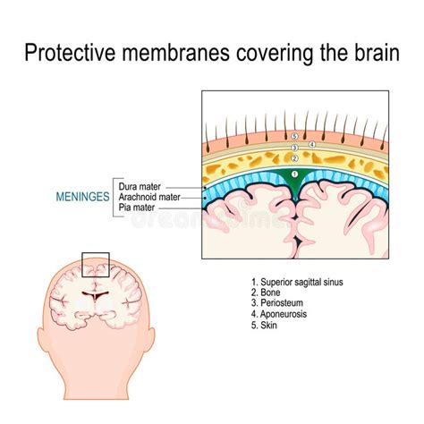 Meninges Stock Illustrations 304 Meninges Stock Illustrations Vectors And Clipart Dreamstime