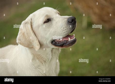 Labrador Dog Portrait Stock Photo Alamy