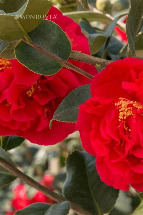 Complete Camellia Care Guide How To Plant Grow And Care For