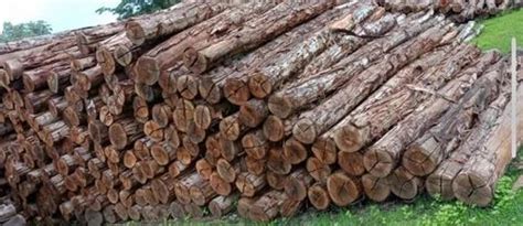 Brown Round 10 Feet Hardwood Log At ₹ 750cubic Feet In Sikandrabad