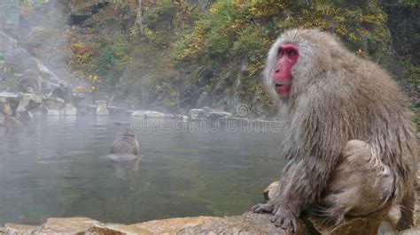 Snow Monkeys Japanese Macaques Bathe In Onsen Hot Springs Of Nagano Japan Stock Footage Video