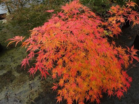 Available Plants — Mr Maple │ Buy Japanese Maple Trees