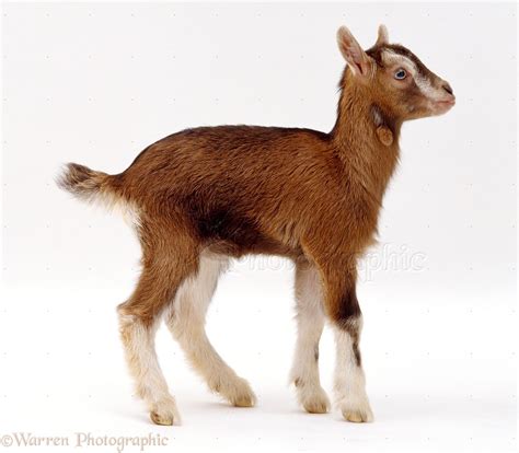 Goat Kid Photo Wp20868