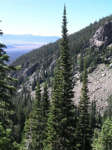 Subalpine Fir Jenny Lake Boating