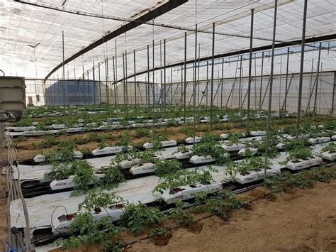 Uso Ptimo De Agua Desalada En Cultivos Hort Colas