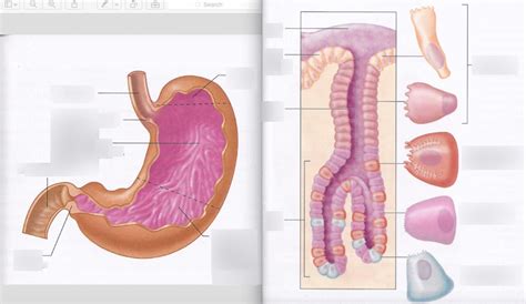 Gastric Physiology Diagram Quizlet